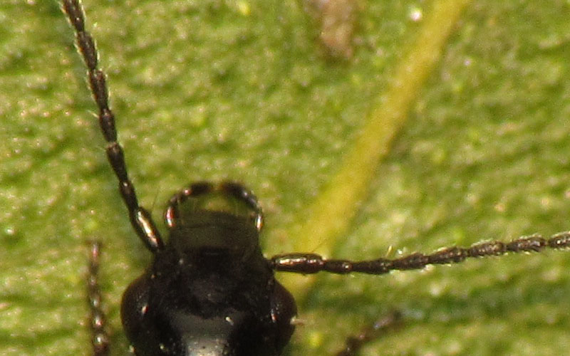 Carabidae: Syntomus truncatellus ?  No, MIcrolestes sp.